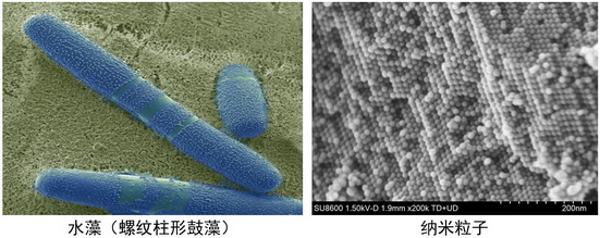 1757984775262059083.jpg 20250916 细胞生物学平台日立(Hitachi)SU8600冷场发射扫描电子显微镜上机培训通知 内插2.jpg